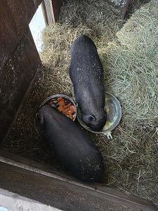 Vietnami põrsad ( kastreeritud ) (2 foto / 2)