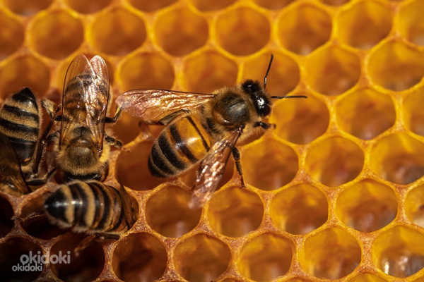 Müüakse mesilaspered (foto #1)