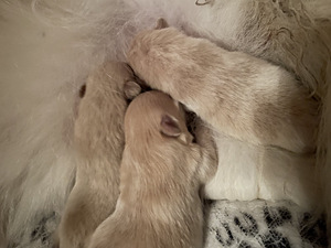 Saksa väike spits (5 foto / 5)