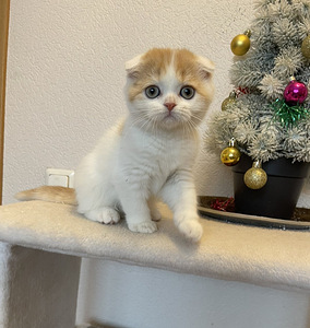 Скоттиш-фолд короткошерстный (2 фото из 6)