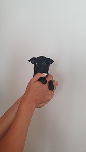 Mini Chihuahua (1 foto / 3)