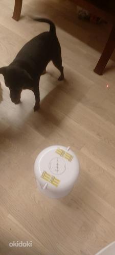 Лазерная игрушка для домашних животных (фото #5)