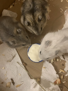 Djungaria hamster-джунгарский хомяк (1 фото из 1)