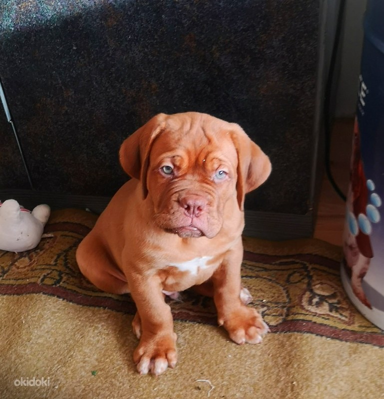 Bordoo Dogi Kutsikad Narva Loomad, Koerad osta ja müü okidoki