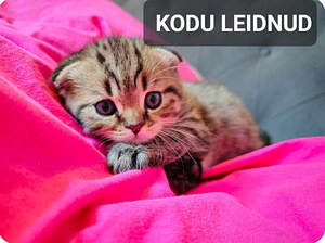 Briti ja scotish fold kassipojad (5 foto / 10)