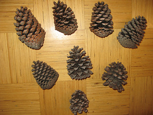 Looduslik käbi 15-18 cm (1 foto / 2)