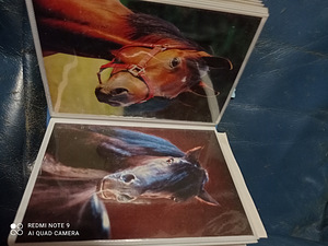 Postkaardid hobustega