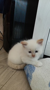 Siiami-pärsia kassipojad (3 foto / 7)