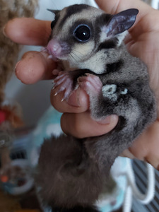 Lendorav (suhkru possum) (4 foto / 5)
