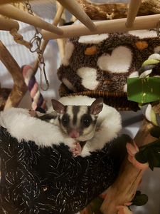 Lendorav (suhkru possum) (1 foto / 5)