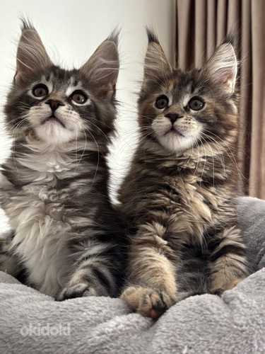 Maine Coon