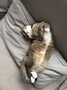 Scottish fold kass (4 foto / 4)