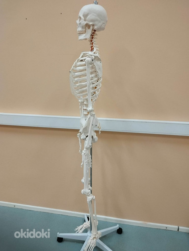 Скелет человека 170 см (фото #3)