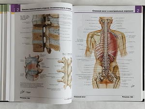 Frank Netteri inimese anatoomia atlas (5 foto / 10)