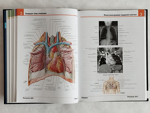 Frank Netteri inimese anatoomia atlas (7 foto / 10)