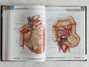 Frank Netteri inimese anatoomia atlas (9 foto / 10)