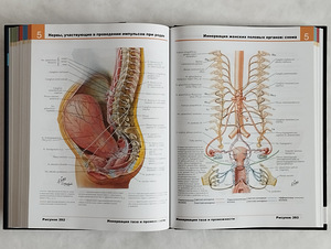 Frank Netteri inimese anatoomia atlas (10 foto / 10)