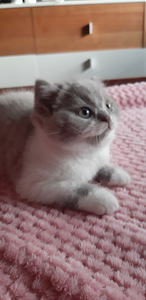 Котята Scottish Straight (1 фото из 4)