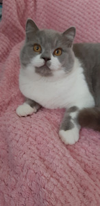 Котята Scottish Straight (1 фото из 3)