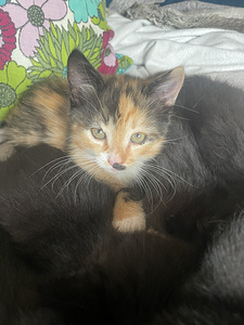 Котята (3 фото из 6)