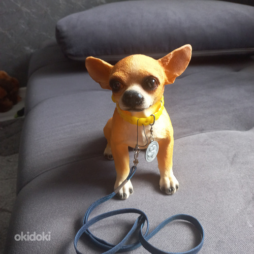 Chihuahua kujuke (foto #1)