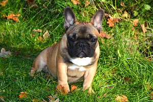 Prantsuse buldog (5 foto / 10)