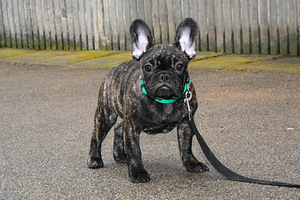 Prantsuse buldog (5 foto / 8)