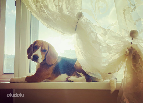 Beagle kutsikad (foto #10)