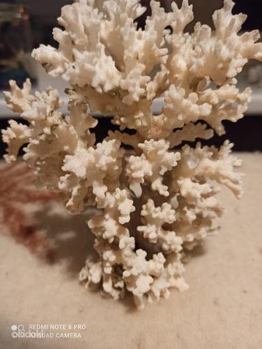 Korall (foto #2)