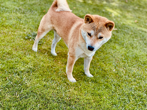 Shiba Inu paaritumiseks (2 foto / 3)