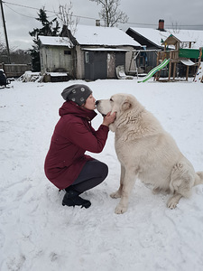 Molodoi zdorovii alabai zdet nevestu (4 foto / 4)