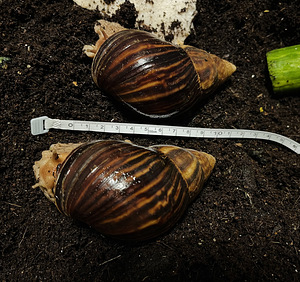 Aafrika hiidteod (Achatina Immaculata.) (3 foto / 3)