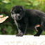 Черные щенки немецкой овчарки (фото #3)