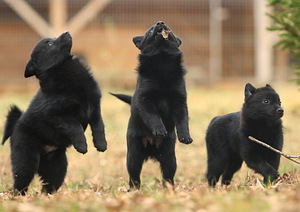 Schipperke (2 foto no 2)