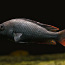 Haplochromis nublius-paar (foto #1)