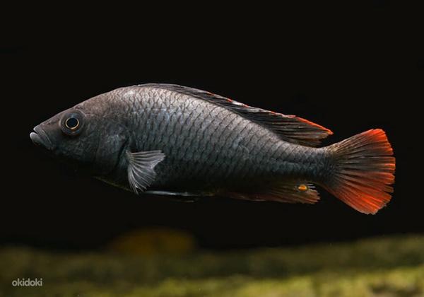Haplochromis nublius-paar (foto #1)