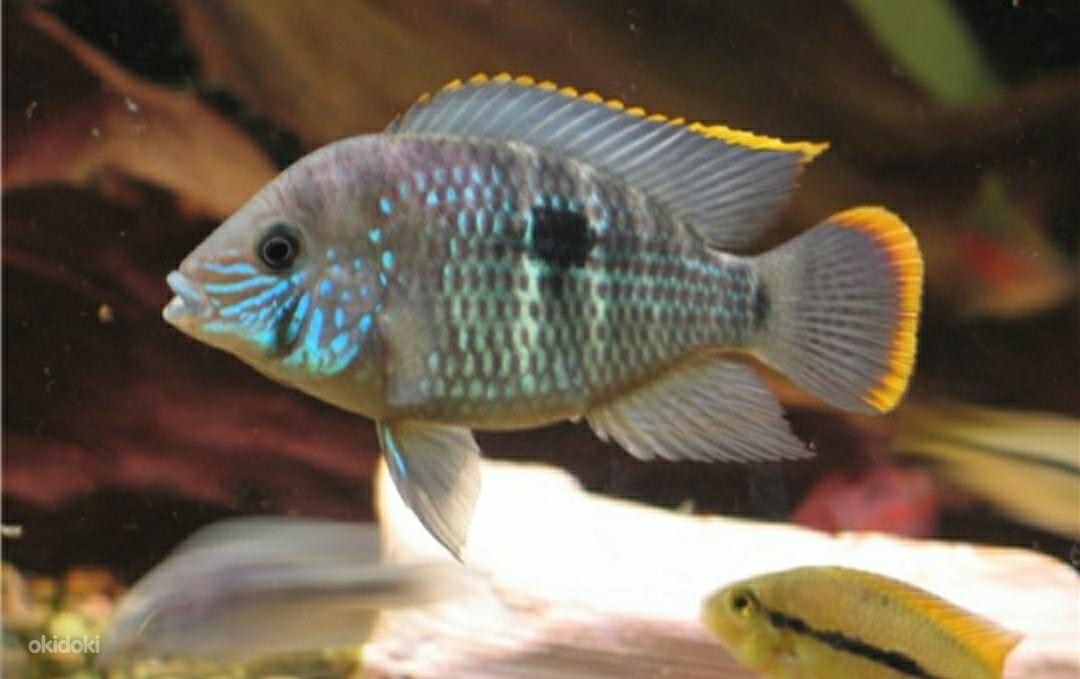 Цихлазома акара бирюзовая. Акара бирюзовая. Бирюзовая акара аквариумная рыбка. Бирюзовая акара аквариумная рыбка. Цихлиды акара.