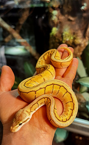 Королевские питоны (1 фото из 3)