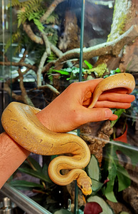 Королевские питоны (2 фото из 3)