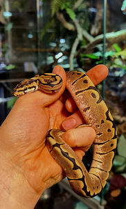 Королевские питоны (3 фото из 3)