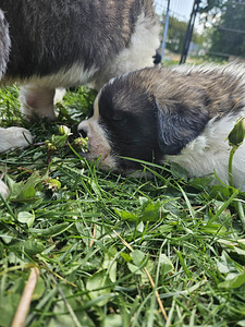 Pika- ja lühikarvalised bernhardiini kutsika (1 foto / 4)