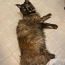 Maine Coon молодая кошка (фото #1)