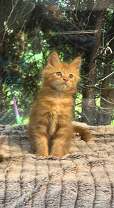 Maine coon emane kassipoeg (2 foto / 7)