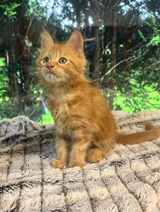 Maine coon emane kassipoeg (4 foto / 7)
