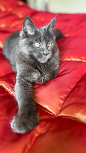 Maine Coon (6 foto / 8)
