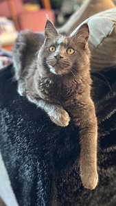 Maine Coon (5 foto / 8)
