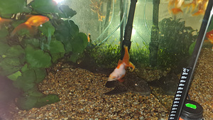 Kuldkalad otsivad uut kodu (4 foto / 4)
