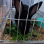 Кролик (фото #1)