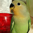 Papagoid 3 tk. (foto #1)