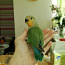 Papagoid 3 tk. (foto #2)